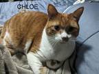 Chloe, Domestic Shorthair For Adoption In Spruce Grove, Alberta