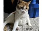 Roxie, Domestic Shorthair For Adoption In Spruce Grove, Alberta