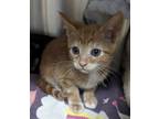 Chile, Domestic Shorthair For Adoption In Ponderay, Idaho
