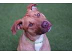 Floopy, American Staffordshire Terrier For Adoption In Bellevue, Washington