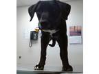 Blizzard, American Pit Bull Terrier For Adoption In Farmington, New Mexico