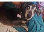 Lubby, Dachshund For Adoption In Columbia, Tennessee