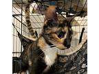 Picante #beauty-queen, Calico For Adoption In Houston, Texas