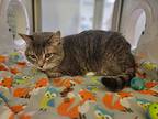 Randall, Domestic Shorthair For Adoption In Dickson, Tennessee
