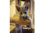 Oaklyn, Domestic Mediumhair For Adoption In Fort Pierce, Florida