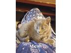 Micah, Russian Blue For Adoption In Fort Pierce, Florida