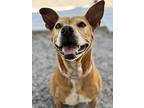Tina, American Pit Bull Terrier For Adoption In Newport, North Carolina