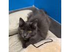 Adopt Licorice a Domestic Long Hair