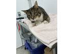 Gizmo, Domestic Shorthair For Adoption In Brockville, Ontario