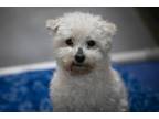 Adopt Milo a Shih Tzu, Poodle