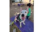 Lucho, Bull Terrier For Adoption In Langley, British Columbia
