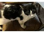 Nuck Nuck, Domestic Shorthair For Adoption In Burlington, Kentucky