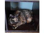 Fancy, Domestic Mediumhair For Adoption In Carlinville, Illinois