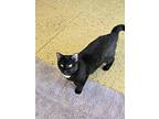 Loki, Domestic Shorthair For Adoption In Carlinville, Illinois