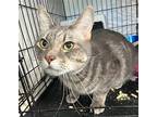 Charlie, Domestic Shorthair For Adoption In Springfield, Oregon