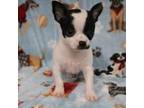 Chihuahua Puppy for sale in Mount Olive, NC, USA