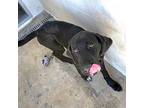 Dash, Labrador Retriever For Adoption In Springdale, Arkansas