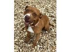 Baby, American Pit Bull Terrier For Adoption In Mt. Pleasant, Michigan