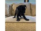 Pug Puppy for sale in Pearland, TX, USA