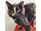 Lunabelle, Domestic Shorthair For Adoption In Springfield, Missouri