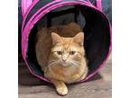 Sunny Day, Domestic Shorthair For Adoption In The Colony, Texas