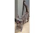 Alice, Domestic Shorthair For Adoption In The Colony, Texas