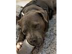 Mork, American Pit Bull Terrier For Adoption In Julian, California