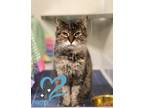 French Toast *pawspice*, Domestic Shorthair For Adoption In Sacramento