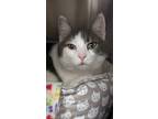 Willow, Domestic Shorthair For Adoption In Nashua, New Hampshire