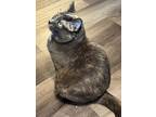 Amethyst, Domestic Shorthair For Adoption In Toronto, Ontario