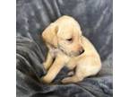 Labrador Retriever Puppy for sale in Adkins, TX, USA