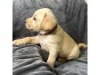 Labrador Retriever Puppy for sale in Adkins, TX, USA