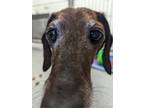 Abby, Dachshund For Adoption In Guelph, Ontario