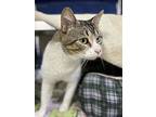 Luther, Domestic Shorthair For Adoption In Sherwood, Oregon