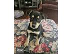 Roxi Lonestar, Miniature Pinscher For Adoption In Rockaway, New Jersey