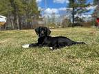 Lily, Labrador Retriever For Adoption In Virginia Beach, Virginia