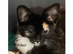 Purrfect, Domestic Shorthair For Adoption In Olivet, Michigan