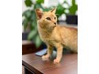 Captain Hook, Domestic Shorthair For Adoption In Columbia, South Carolina