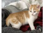 Woody, Domestic Shorthair For Adoption In Columbia, South Carolina