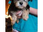 Mutt Puppy for sale in Clover, SC, USA