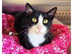 Wilbur - $30 Adoption Fee And Free Gift Bag, Domestic Shorthair For Adoption In