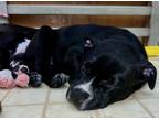 Dumplin, American Staffordshire Terrier For Adoption In Columbia, South Carolina