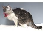 Googles (main Campus) (waived Adoption Fee), Domestic Shorthair For Adoption In