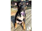 Star, Miniature Pinscher For Adoption In Tomball, Texas