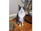 Miss Mushroom, Domestic Shorthair For Adoption In Greensboro, North Carolina