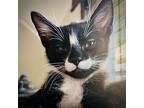 Wylie, Domestic Shorthair For Adoption In Oakland, California
