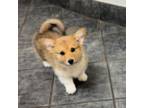 Fluffy Corgi-Dandilion