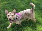 Kansas, Terrier (unknown Type, Medium) For Adoption In Mundelein, Illinois