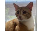 Adopt Pumpa (Pumpkin) a Domestic Short Hair