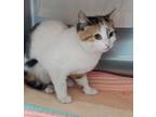Pawline, Domestic Shorthair For Adoption In Baltimore, Maryland